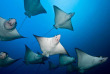 Costa Rica - Undersea Hunter Group - Ile Coco © Herreno