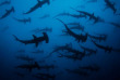Costa Rica - Undersea Hunter Group - Ile Coco