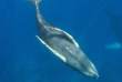 République Dominicaine - Silver Banks - Croisière à la rencontre des baleines à bosse
