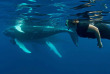 République Dominicaine - Silver Banks - Croisière à la rencontre des baleines à bosse