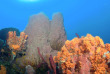 Dominique - Nature Island Dive