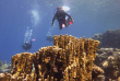 Egypte - Dahab - Extra Divers - La plongée