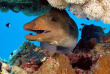 Egypte - El quseir - Mandrove Bay - Ducks Diving Quesier