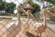 Égypte - Louxor - Jolie Ville Resort King's Island Luxor - Mini Zoo