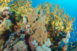 Egypte - Marsa Alam - Orca Dive Clubs Moreen Beach