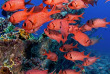 Egypte - Croisière plongée Mer Rouge - Red Sea Aggressor