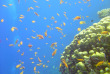 Egypte - Sharm El Sheikh - Emperor Divers