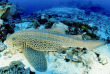 Egypte - Croisière plongee Red Sea Explorer © Extra Divers - Manuela Kirschner