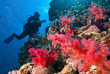Egypte - Sharm El Sheik - Subex - La plongée