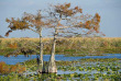 Etats-Unis - Everglades © Mark Skalny - Shutterstock
