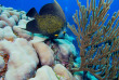 Iles Cayman - Cayman brac - Reef divers