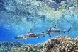 Iles Salomon - Uepi - Uepi Island Resort © Shutterstock - Cbpix