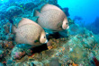 Iles Vierges britanniques - Peter Island - Paradise Watersport - Dive BVI