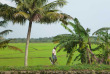 Inde - La route de Pondichery - Rizières en bordure de canal
