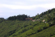 Inde - Plantation de thé à Darjeeling © Kanojia