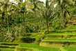Indonésie - Bali - Le rizières de Gunung Kawi