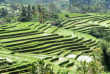 Indonésie - Bali - Les rizières de Pekutatan © Puri Dajuma Cottages