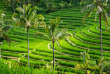 Indonésie - Bali - Les rizières de Jati Luwih © Duchy - Shutterstock