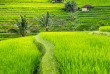 Indonésie - Bali - Les rizières de Jati Luwih © Ivoha - Shutterstock