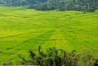 Indonésie - Les rizières de Cancar