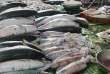 Indonésie - Java - Jakarta - Port de Sunda Kelapa et marchés aux poissons de Jakarta - Marché aux poissons © Shutterstock, JG Arif Wibowo