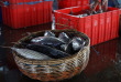 Indonésie - Java - Jakarta - Port de Sunda Kelapa et marchés aux poissons de Jakarta - Marché aux poissons © Shutterstock, Frans Delian
