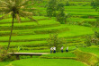 Indonésie - Les rizières de Lombok