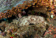 Indonésie - Croisière plongée Indo Siren © Gerald Rambert