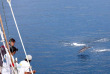 Indonésie – Croisière plongée Pindito – Itinéraire Whale Macro - Pindito