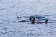 Indonésie – Croisière plongée Pindito – Itinéraire Whale Macro - Pindito
