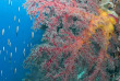 Indonésie - Raja Ampat - Misool Eco Resort Dive Centre © Johns Shimlock