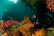 Indonésie - Raja Ampat - Papua Diving © bittenbysharks.com