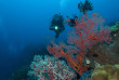 Indonésie - Sulawesi - Gangga - Gangga Divers