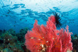 Indonésie - Sulawesi - Croisière plongée Pelagian © Walt Stearns