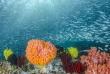 Indonésie - Kaimana - Plongée au Triton Bay Divers Beach & Dive Resort © Thomas Aider