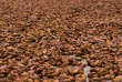 Madagascar - Cacao © Pierre Yves Babelon - Shutterstock