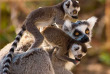 Madagascar - Lémurien © Eric Gevaert - Shutterstock