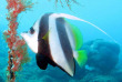 Madagascar - Sainte Marie - Bora dive and Research
