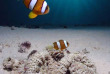 Malaisie - Bornéo - Mataking - The Reef Dive Resort © Lawrence Alex Wu