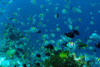 Malaisie - Bornéo - Mataking - The Reef Dive Resort © Michael Aw