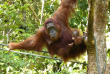 Malaisie - Circuit Découverte des orangs-outans - Les orangs-outans de Bronéo