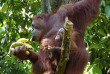 Malaisie - Kuching - Les orangs-outans de Semenggoh
