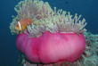 Maldives  - Centre de plongée Dive and Sail - Poisson-clown