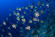Maldives  - Centre de plongée Dive Ocean - Poissons-cochers