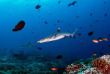 Maldives  - Centre de plongée Dive Ocean - Requin