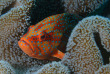 Maldives - Ocean Pro - La plongée - Mérou de corail