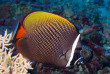Maldives - Ocean Pro - La plongée - Poisson-ange
