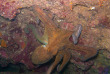 Malte - Gozo - St Andrew's Divers Cove © Rob smith - Lonedolphin.com