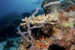 Mayotte - Abalone plongée