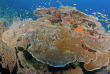 Mayotte - Abalone plongée © Marc Allaria